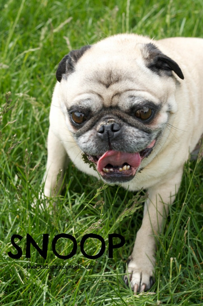 snoop dog