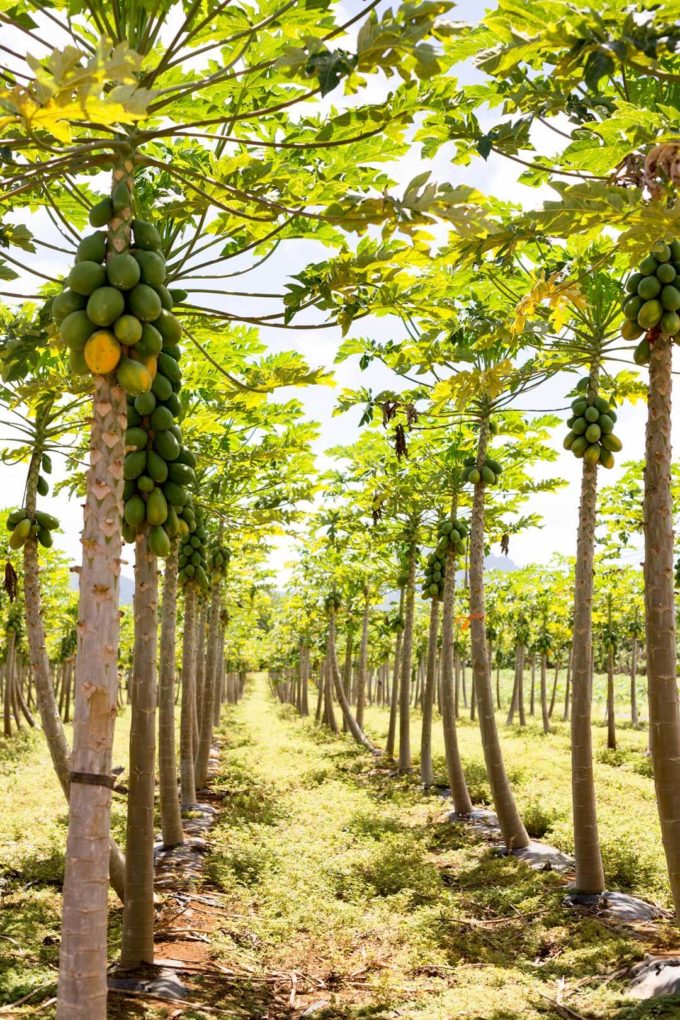 Papaya grove in Kauai