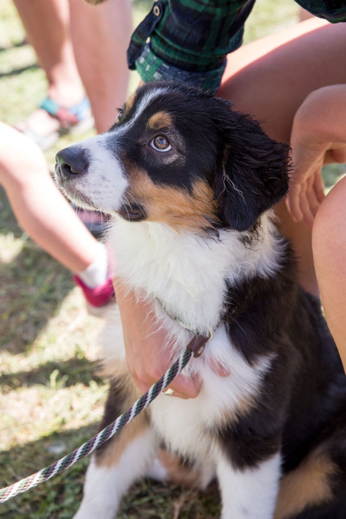 Soldier Hollow Classic, sheep dog competition and festival