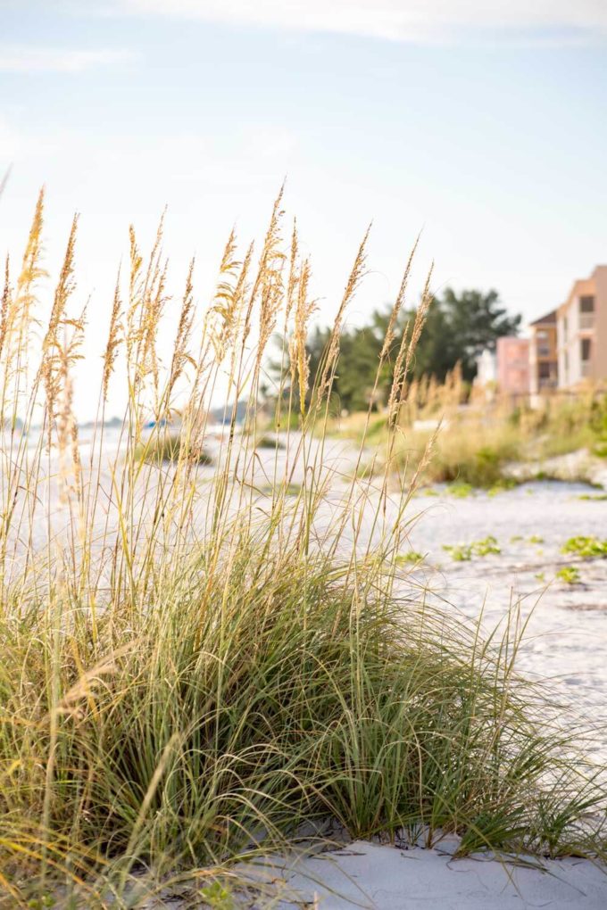 beach-reeds