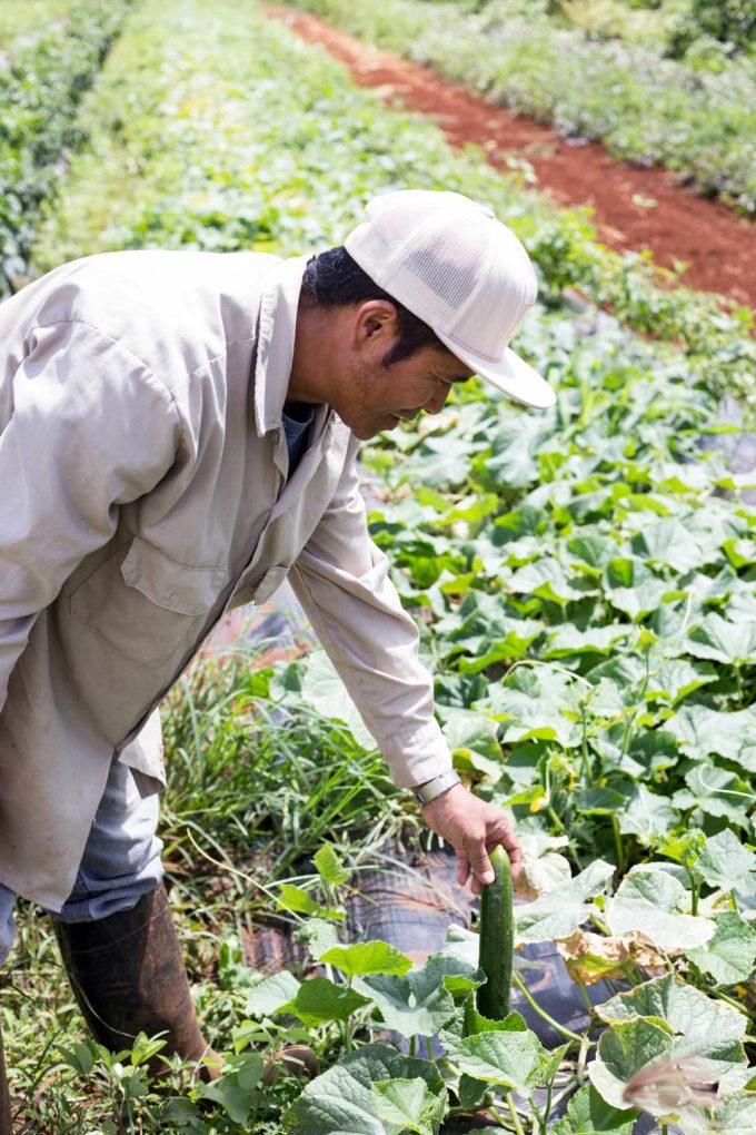 farm-tour-cukes