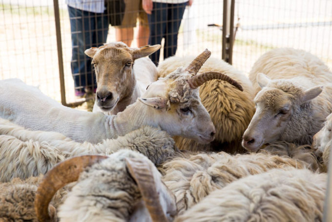 Soldier Hollow Classic, sheep dog competition and festival