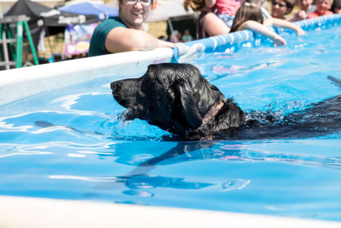 Soldier Hollow Classic, sheep dog competition and festival