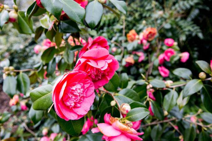 Blarney Castle Grounds are beautiful, flowers