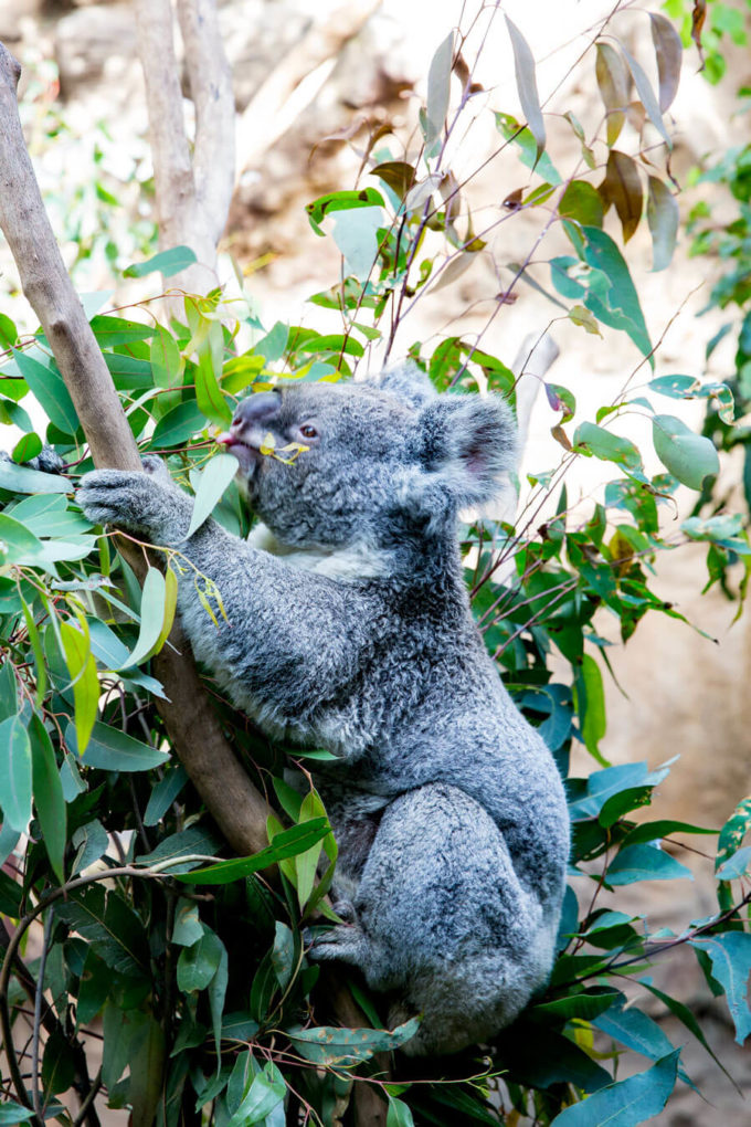 Wild Life Sydney