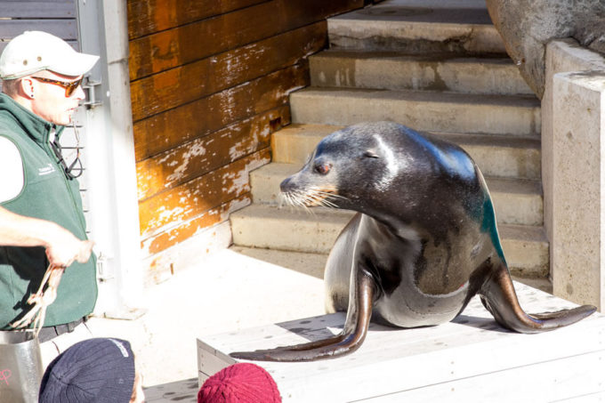 Taronga Zoo in Sydney Australia