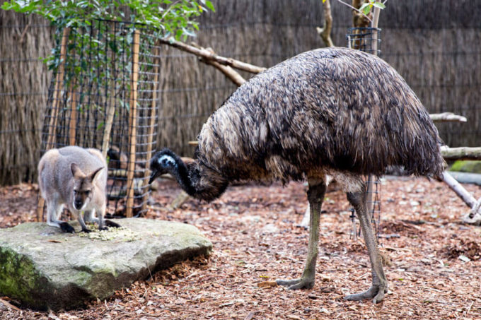 Taronga Zoo Sydney Australia