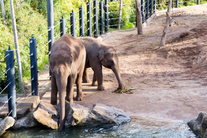 Taronga Zoo Sydney Australia