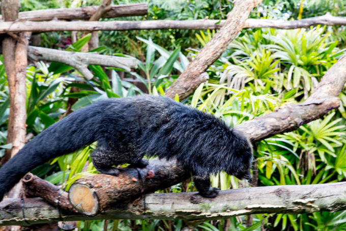 Taronga Zoo Sydney Australia