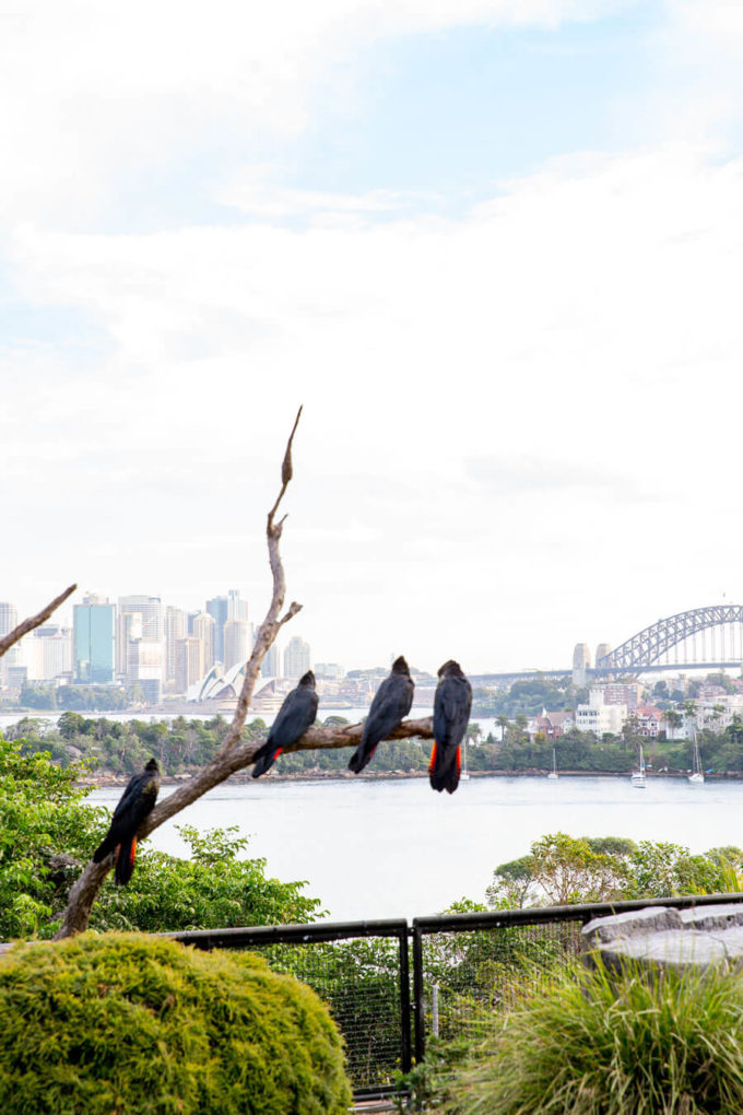 Taronga Zoo Sydney Australia