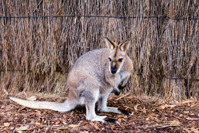 Kangaroo at Taronga zoo