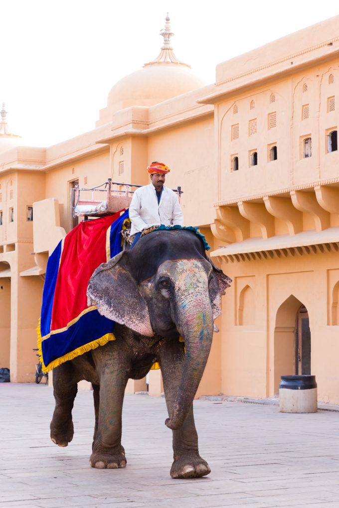 Riding an elephant in Jaipur