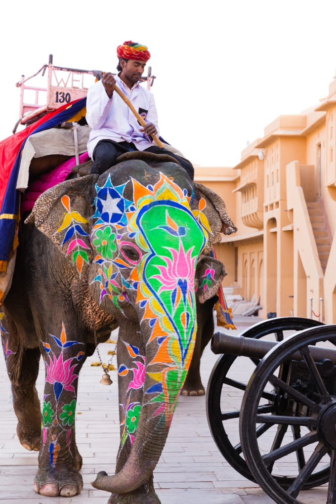 Colorful Elephants painted for Holiday at the Amber Fort