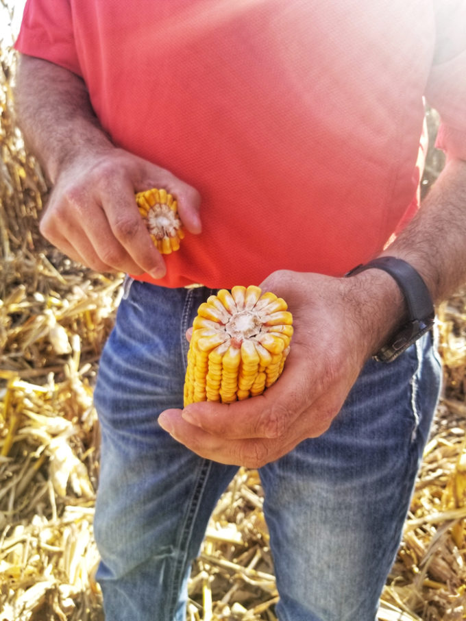 Iowa Corn- how farmers care for and make their crops