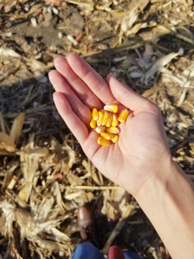 A handful of Iowa Corn