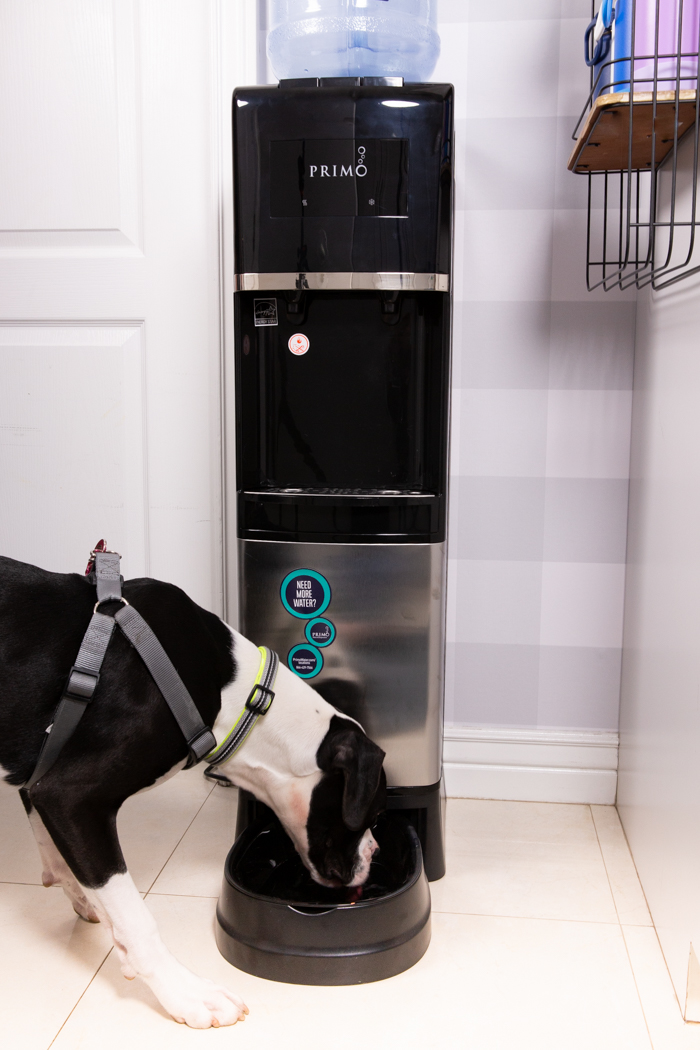 Primo Water dispenser and boxer drinking from the pet dispenser