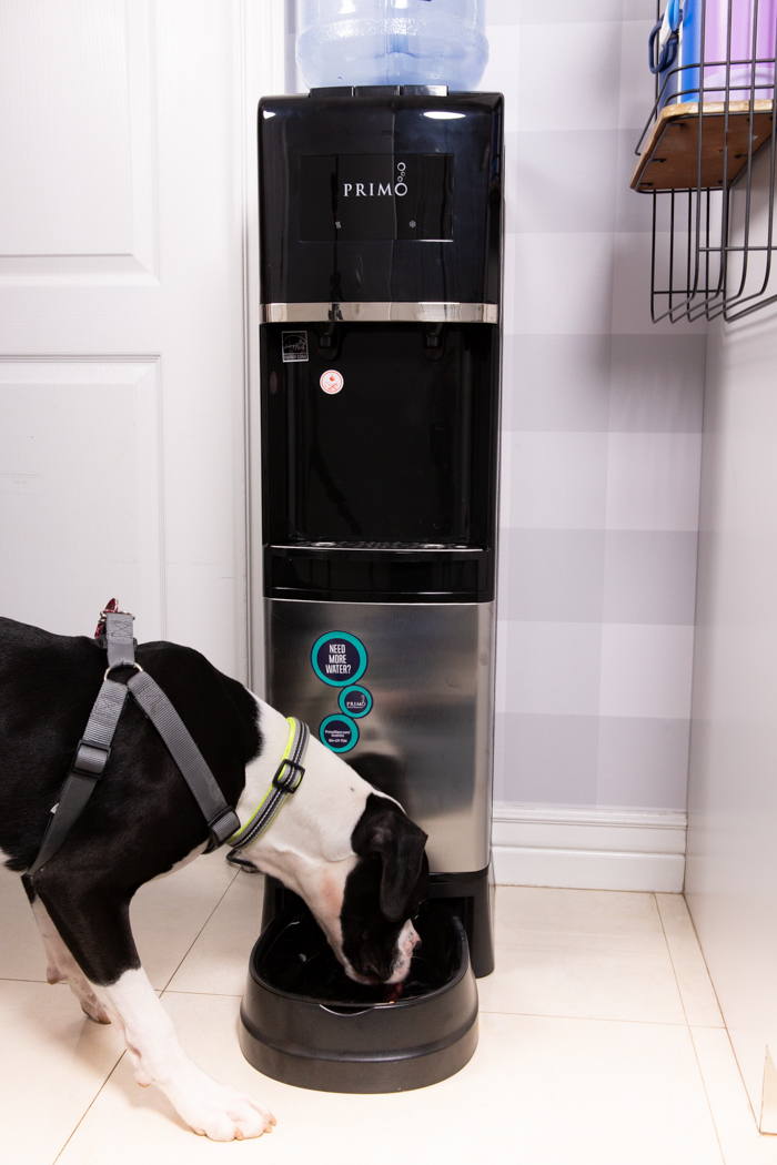 How a Primo Water Dispenser Reduced our Kitchen's Plastic Waste