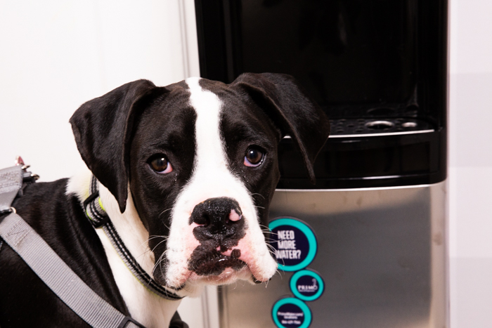 Pup in front of primo water dispenser