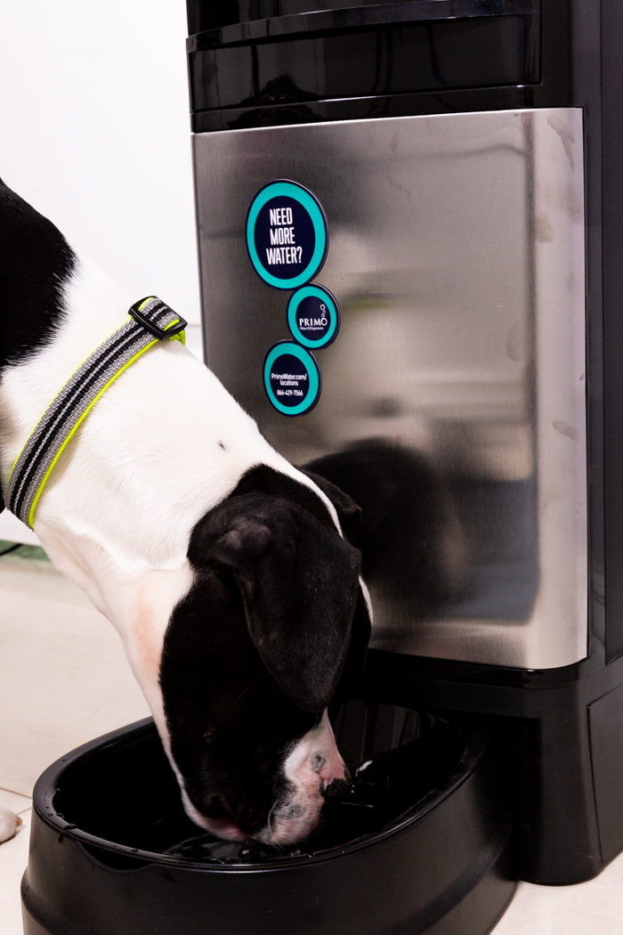 Boxer puppy drinking out of the Primo Water Dispenser pet station