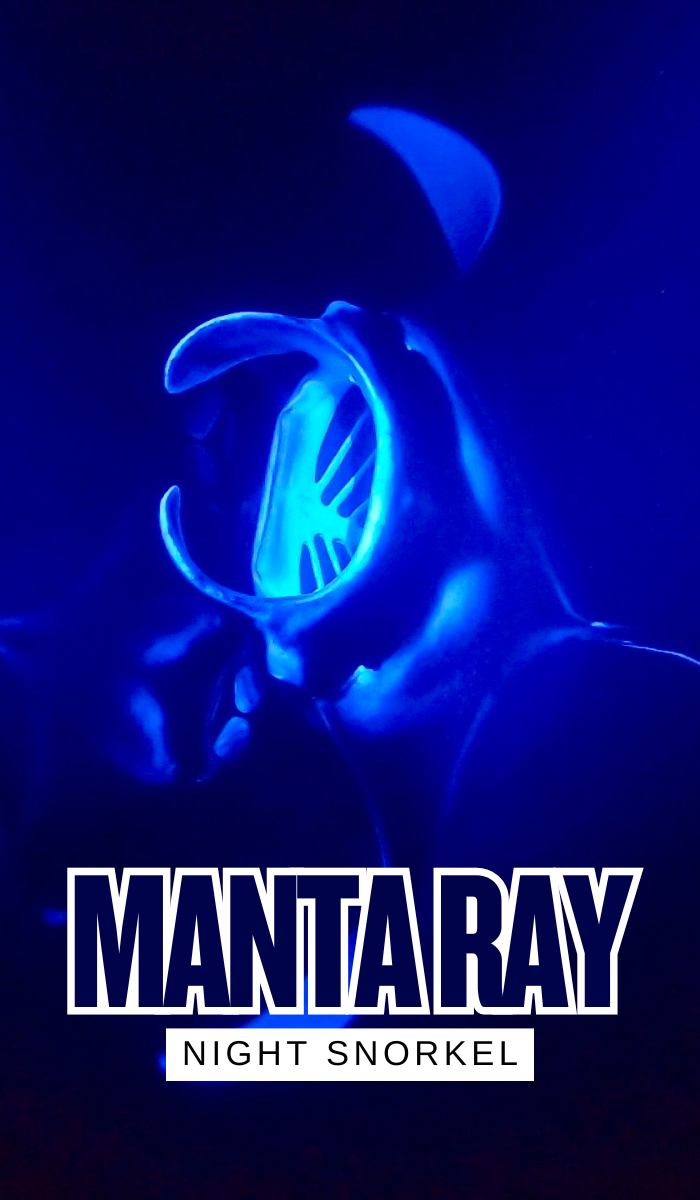 Manta Ray Night Snorkel Tour