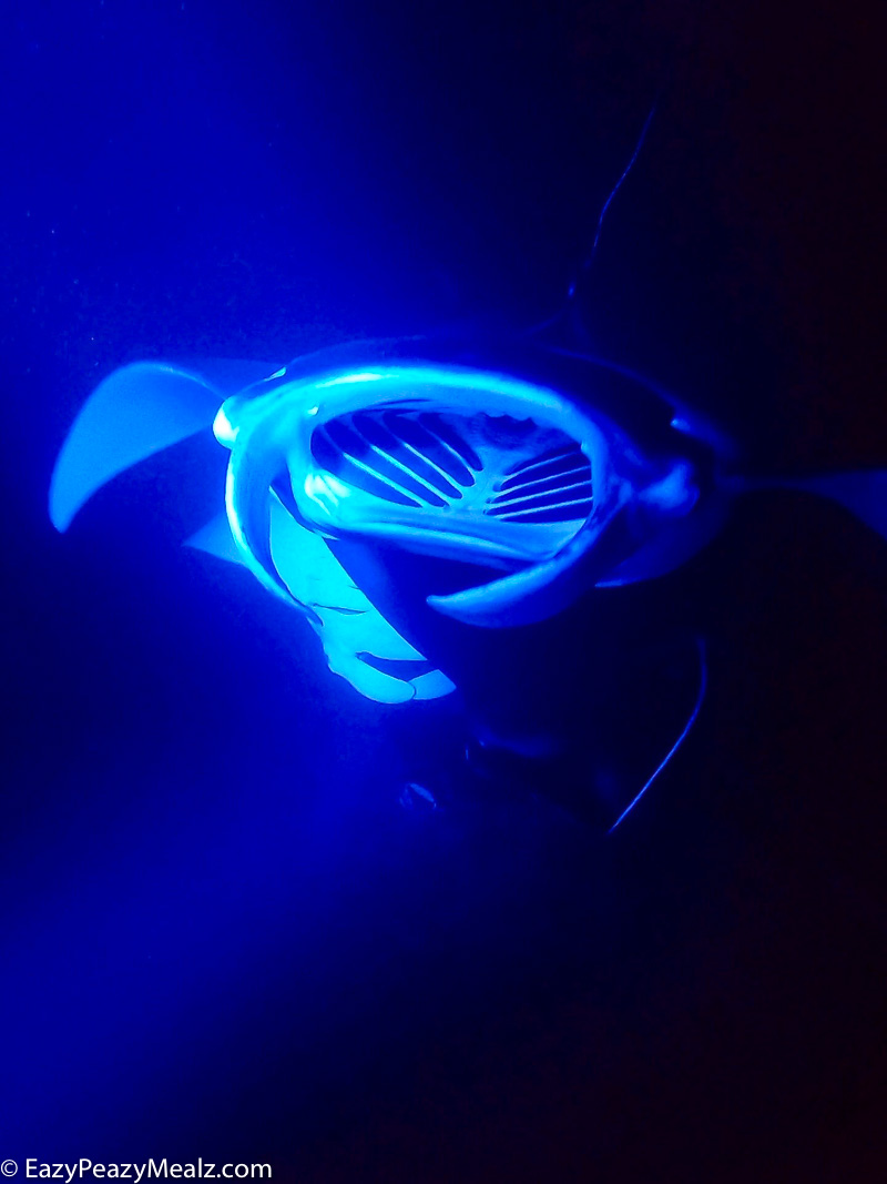 Manta ray night snorkel tour in Hawaii