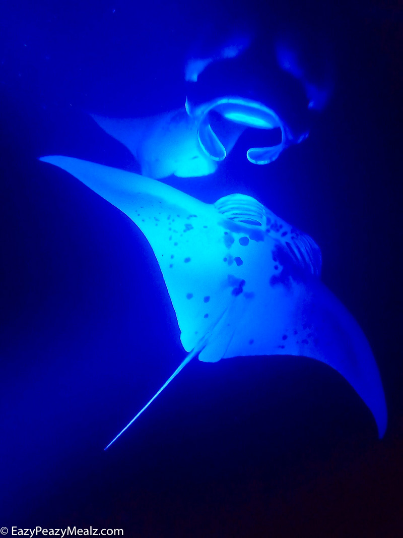Manta Ray night snorkel tour in Kona